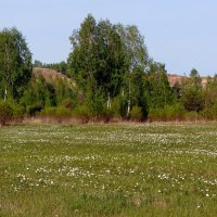 Весенний день погожий. :: nadyasilyuk Вознюк