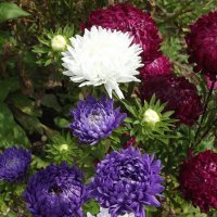 Астры :: Freddy 97