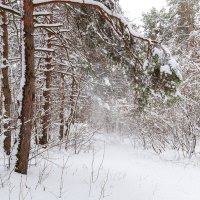Снежный день апреля :: Александр Синдерёв