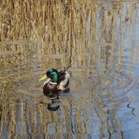 птицы весной :: ИННА ПОРОХОВА