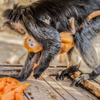 колобусы :: Аркадий Лаптенко