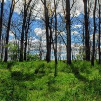 Весна. :: Владимир 