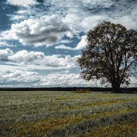 Одинокое дерево :: Олег Подлесных