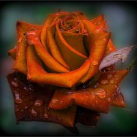 Розочка из сада в каплях дождя. :: Наталья ***