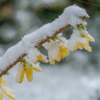 Подснежники. :: Николай 