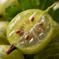 Крыжовник :: Лилия 