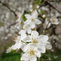 Вишня :: Наталья Герасимова