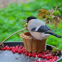 Зимой снегири не прилетали на кормушку.Сейчас не улетают. Кушают семечки очищенные. :: Ольга Митрофанова