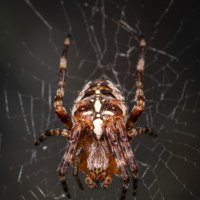 Паук :: Игорь 