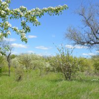 Цветёт степь... :: Надежда Куркина 