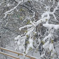 Апрельский снег :: Татьяна Тюменка