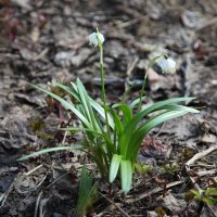 Скромный весенний цветок. :: Михаил Елочкин