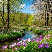 весеннее цветение. :: Mila 