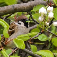 Воробей кушает листочки :: Мариша Тим