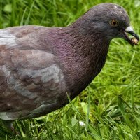 Голубь с вишнёвой косточкой :: Мариша Тим