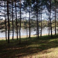 В сосновом бору :: Дмитрий И_