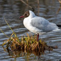 Озерная чайка :: Владимир Лазарев