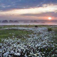 Ромашковая дорожка...  :) :: Валерий Кокорев