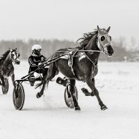 Бега :: SanSan 