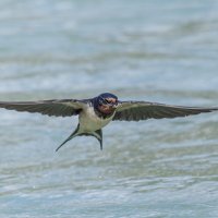 ласточка деревенская. :: юрий макаров