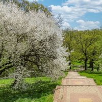 Яблони в цвету, весны творенье ... :: Ravile 