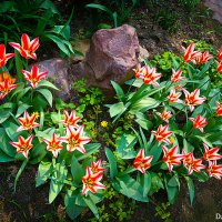 ТЮЛЬПАНЫ. :: Александр Дмитриев