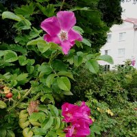 Шиповник  прошлым летом :: Фотогруппа Весна
