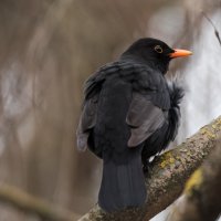Черный дрозд :: Владимир Безбородов
