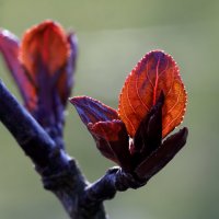 Молодой листок :: Oleg S