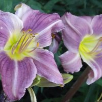 Лилейники :: Freddy 97