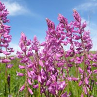 Истод :: Елена Елена