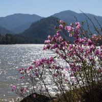 Весенний наряд Катуни... :: владимир 