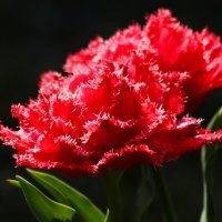 Утренние тюльпаны :: Юрий. Шмаков