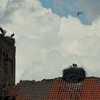 Аистам Донецка :: Виктор Савельев