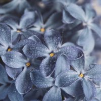 Сиренька :: Игорь 