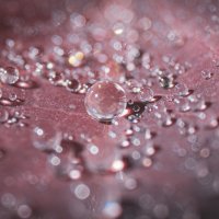 Утренняя Роса :: Игорь 