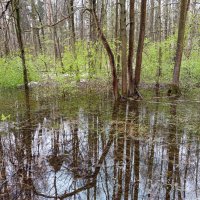 Ну, Очень скромное обаяние апреля :: Андрей Лукьянов