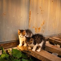 Малышка Хельга и ее брат Роки :: Лилия 
