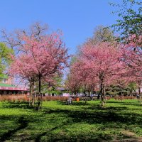 Весна :: Роман Савоцкий