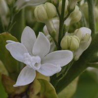 Расцветает белая сирень :: Мариша Тим