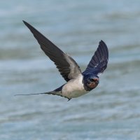 ласточка деревенская. :: юрий макаров