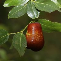 Унаби :: Татьяна Салиева