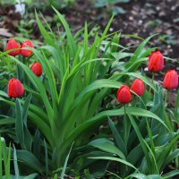 Красные тюльпаны :: Татьяна Салиева