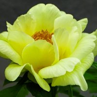 Весна и цветы. :: Милешкин Владимир Алексеевич 