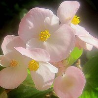 Нежность :: Елена Семигина