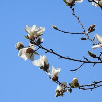 весенние зарисовки :: ИННА ПОРОХОВА