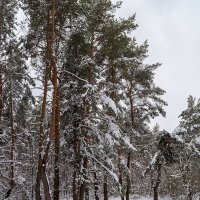 Снежные сосны в апреле :: Александр Синдерёв