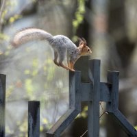 ГТО для белки. Финиш. :: Владимир Безбородов