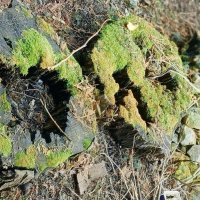 Пни :: Михаил Столяров