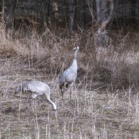 ОДИН КОРМИТСЯ, ДРУГОЙ - НАБЛЮДАЕТ :: Володька Завитушкин